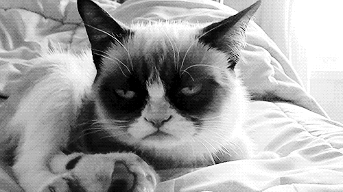 angry cat